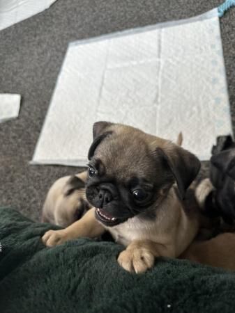 Ready to leave now Pug puppies for sale in Telford, Shropshire - Image 2