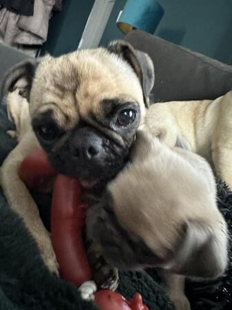 Ready to leave now Pug puppies for sale in Telford, Shropshire - Image 3