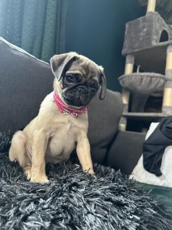 Ready to leave now Pug puppies for sale in Telford, Shropshire - Image 5