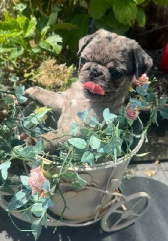 ♥️ ❗️last one left❗️ Rare Stunning blue merle Pug Pups 🐾♥️ for sale in Brough, East Riding of Yorkshire - Image 1