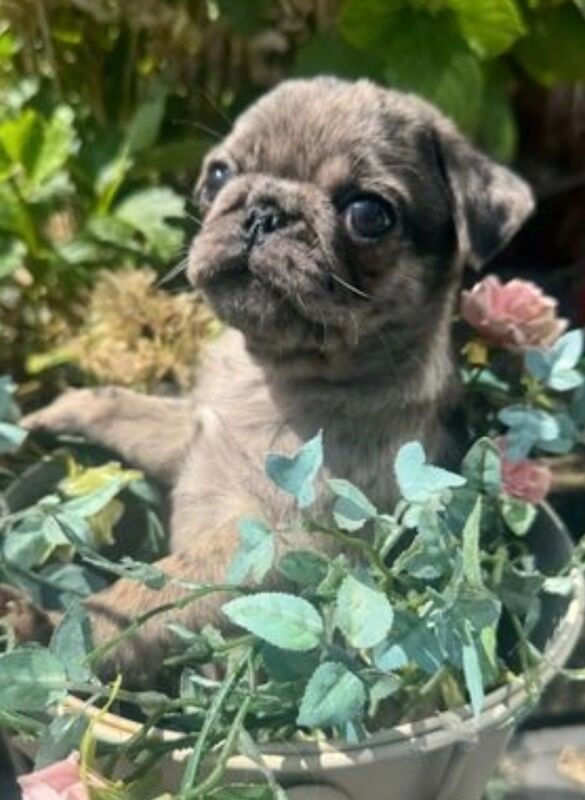 ♥️ ❗️last one left❗️ Rare Stunning blue merle Pug Pups 🐾♥️ for sale in Brough, East Riding of Yorkshire - Image 4