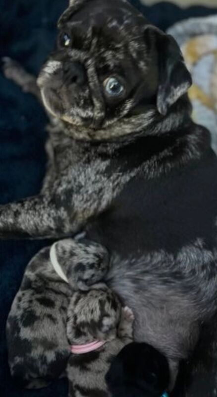 ♥️ ❗️last one left❗️ Rare Stunning blue merle Pug Pups 🐾♥️ for sale in Brough, East Riding of Yorkshire - Image 5