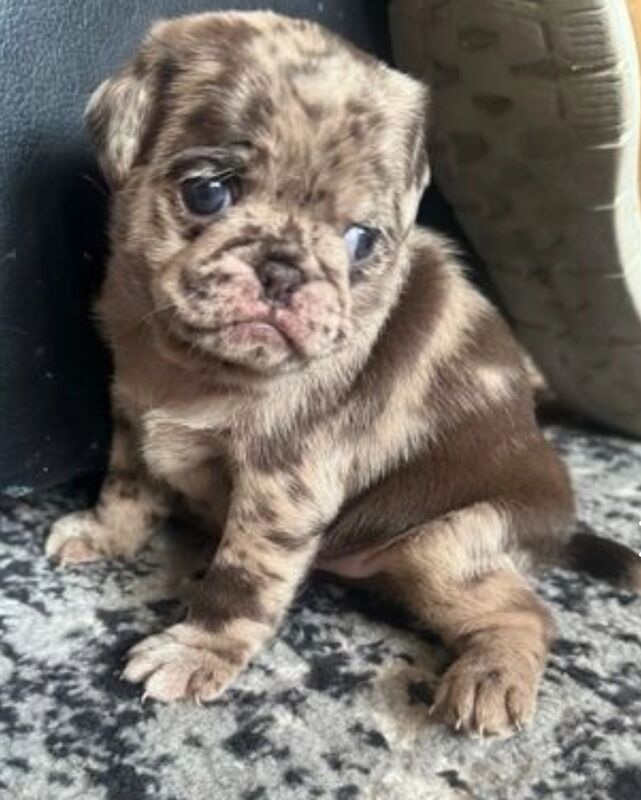 Pugs for sale in Brough, East Riding of Yorkshire