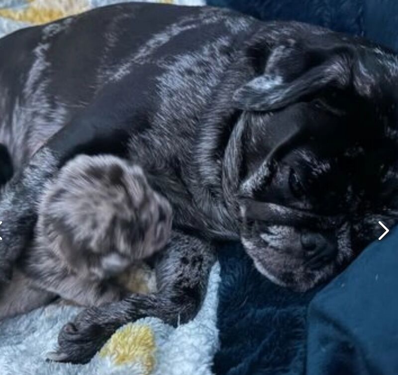 ♥️ ❗️last one left❗️ Rare Stunning blue merle Pug Pups 🐾♥️ for sale in Brough, East Riding of Yorkshire - Image 6