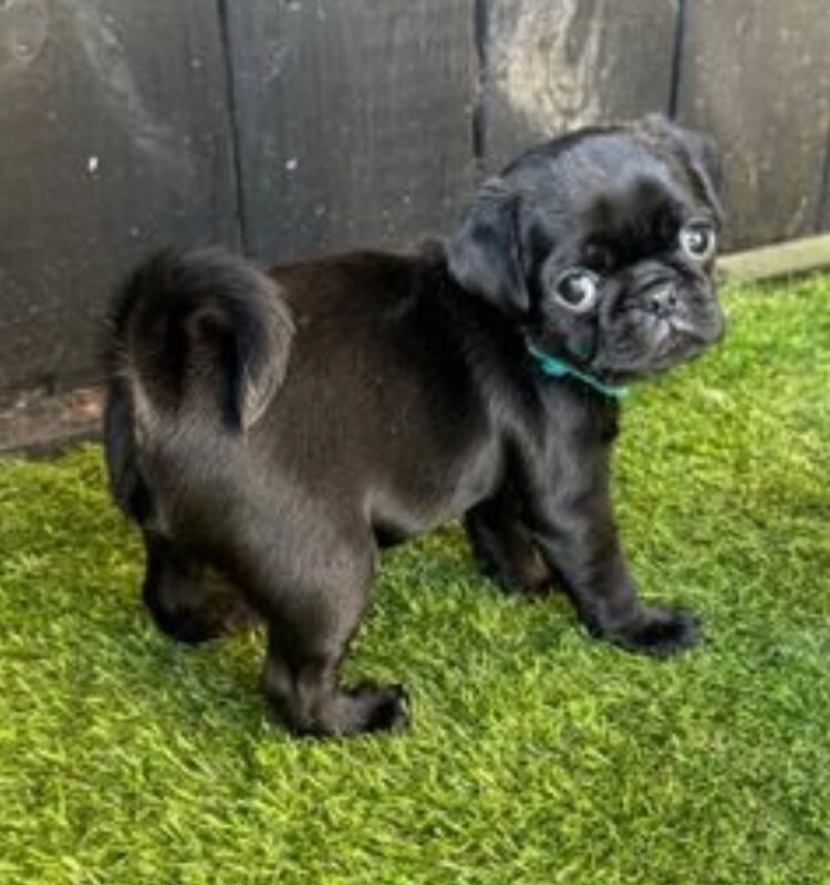 ♥️ ❗️last one left❗️ Rare Stunning blue merle Pug Pups 🐾♥️ for sale in Brough, East Riding of Yorkshire - Image 8