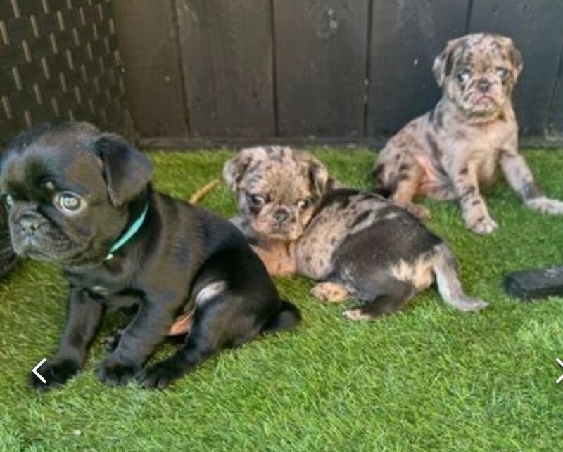 ♥️ ❗️last one left❗️ Rare Stunning blue merle Pug Pups 🐾♥️ for sale in Brough, East Riding of Yorkshire - Image 3