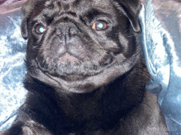 Reggie the pug for sale in Leyland, Lancashire - Image 4