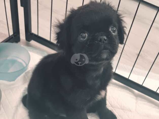 REHOME Fluffy pug puppy for sale in Harlow, Essex - Image 1