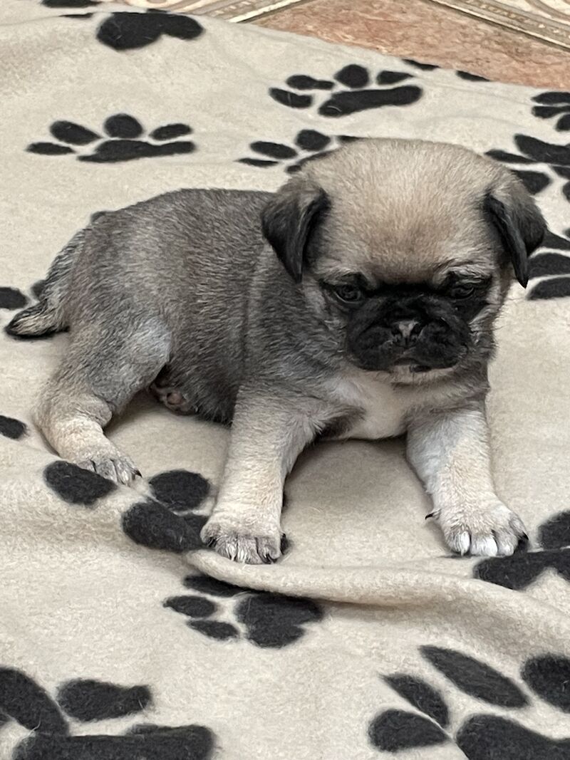 Silver fawn pug puppies for sale in Caernarfon, Gwynedd