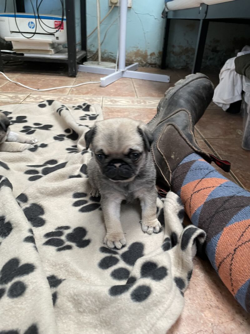 Silver fawn pug puppies for sale in Caernarfon, Gwynedd - Image 2