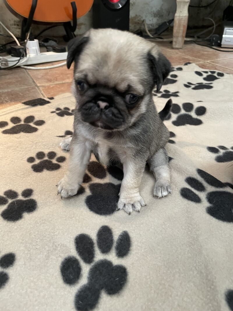 Silver fawn pug puppies for sale in Caernarfon, Gwynedd - Image 3