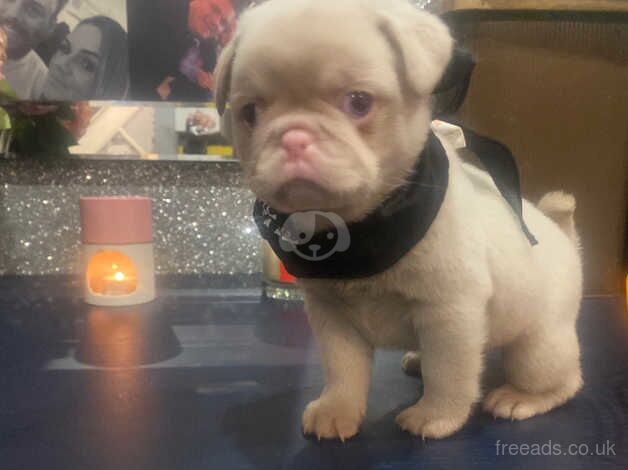 Stunning pink pug puppies for sale in Swanley, Kent