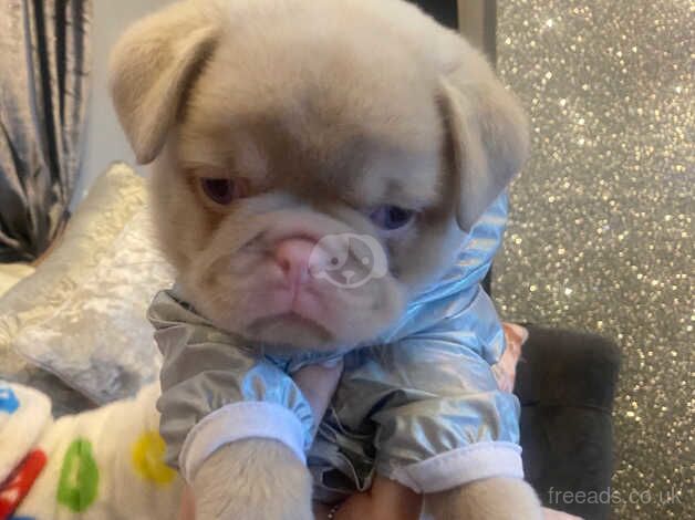 Stunning pink pug puppies for sale in Swanley, Kent - Image 2