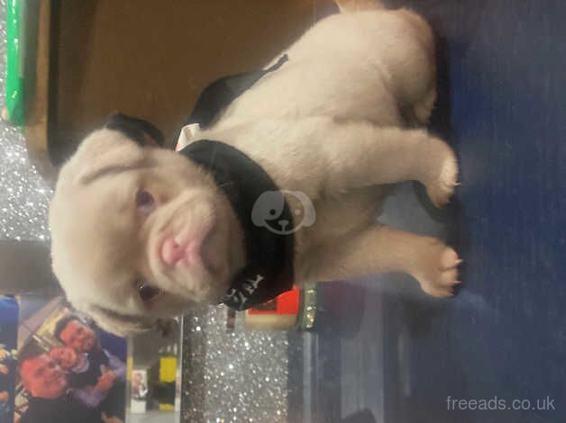 Pug Puppies for sale in Kent