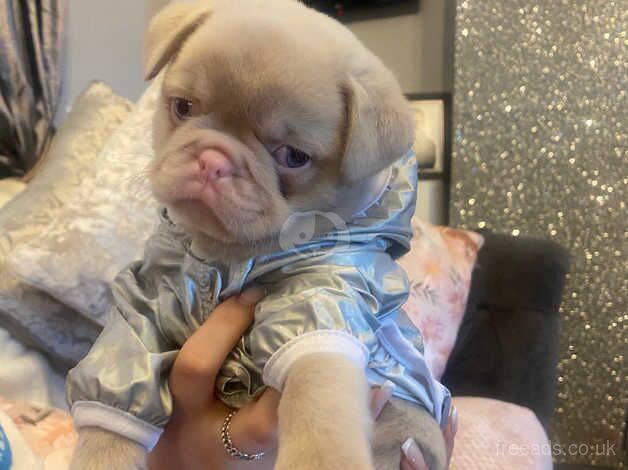 Stunning pink pug puppies for sale in Swanley, Kent - Image 4