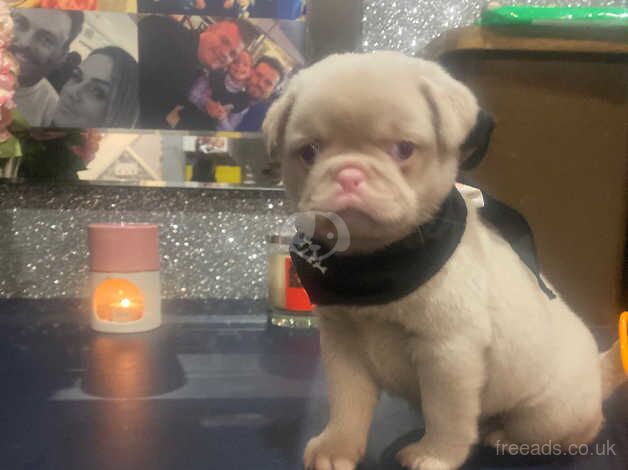 Stunning pink pug puppies for sale in Swanley, Kent - Image 2