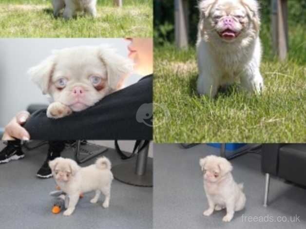 Pug Puppies for sale