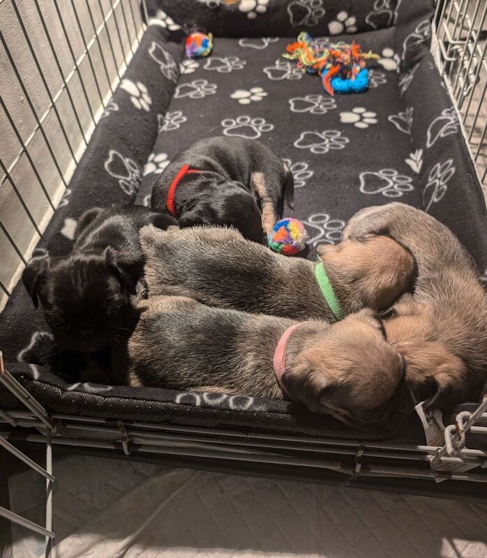 Pug Puppies For Sale Under £1,000