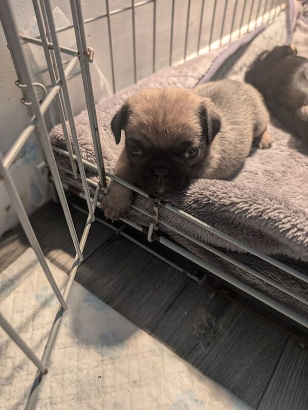 Stunning pug puppies for sale in Heywood, Greater Manchester - Image 3