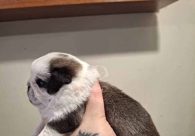 Pugs for sale in Hornchurch, Havering, Greater London