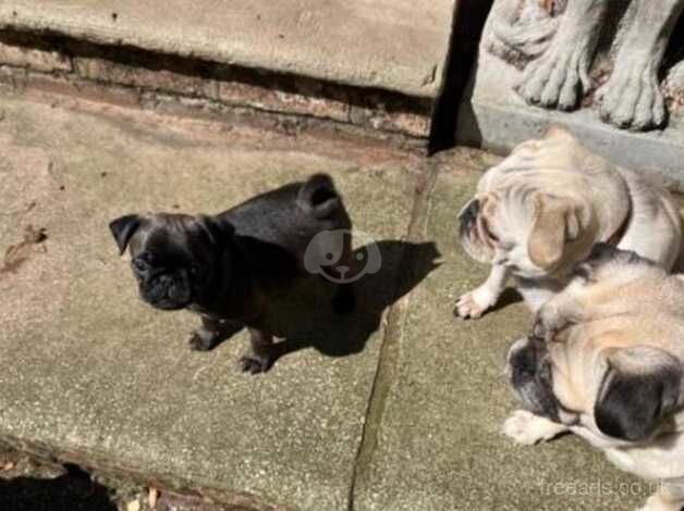 Temina vitian Pug puppies vaccinated/health checked insured for sale in Huntingdon, Cambridgeshire