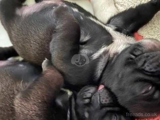 Temina vitian Pug puppies vaccinated/health checked insured for sale in Huntingdon, Cambridgeshire - Image 4