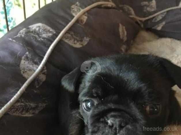 Temina vitian Pug puppies vaccinated/health checked insured for sale in Huntingdon, Cambridgeshire - Image 5