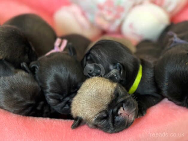 Top quality kc registered pug puppies in fawn, black and platinum colour for sale in Lanark, South Lanarkshire