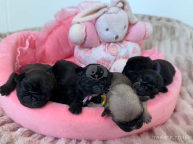 KC Registered Pug Puppies for sale in South Lanarkshire