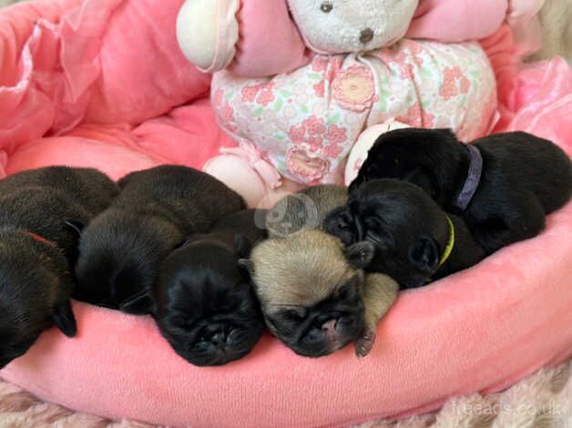 Pug Puppies for sale