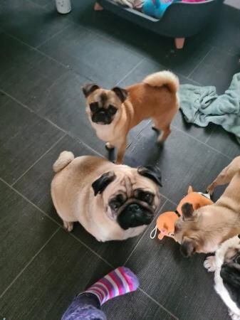 Very cute female pug for sale in Newton-Le-Willows, Merseyside