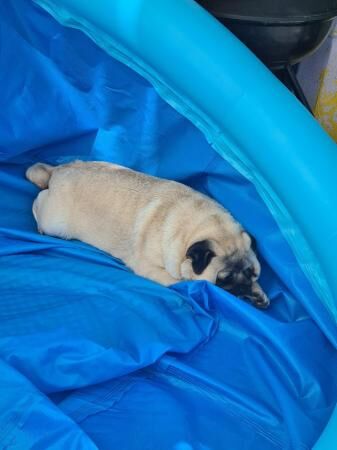 Very cute female pug for sale in Newton-Le-Willows, Merseyside - Image 2