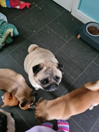 Very cute female pug for sale in Newton-Le-Willows, Merseyside - Image 3