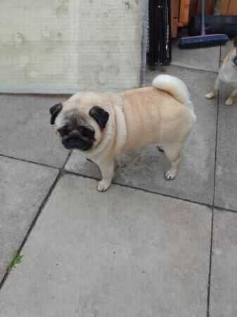 Very cute female pug for sale in Newton-Le-Willows, Merseyside - Image 4