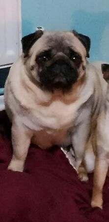 Very cute female pug for sale in Newton-Le-Willows, Merseyside - Image 5