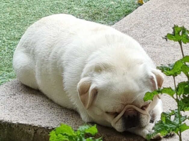 White female neutered pug for sale in Bristol