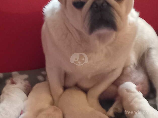 White pug for sale in Kilmarnock, East Ayrshire