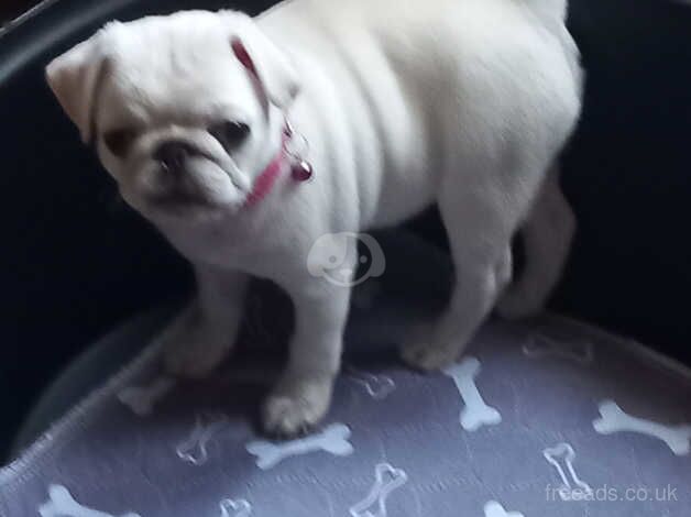 Pug Puppies for sale in East Ayrshire