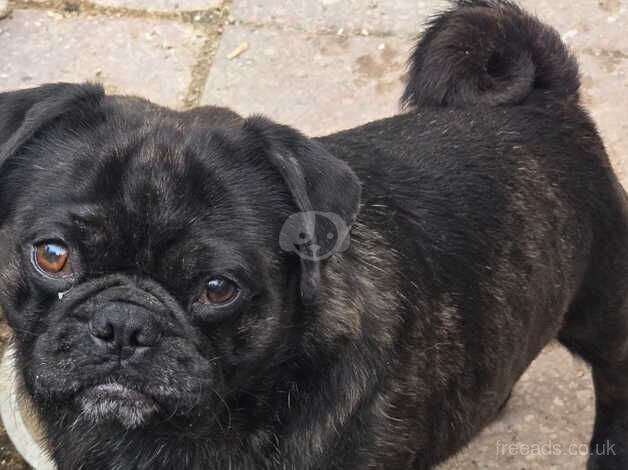 Young adult pugs for sale in Southport, Merseyside - Image 1