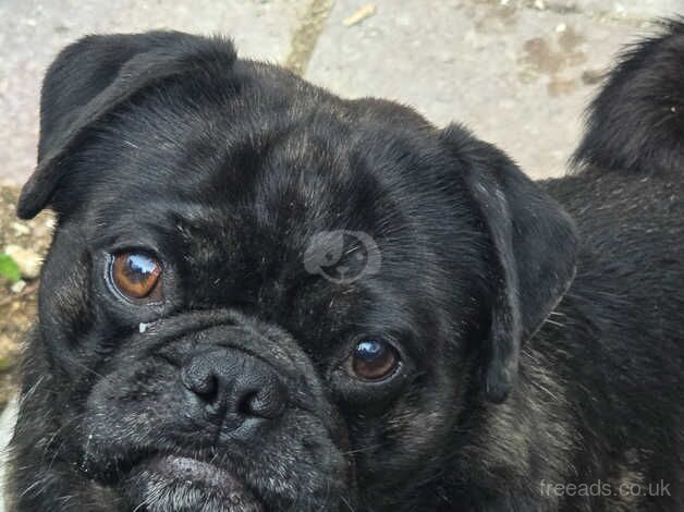 Young adult pugs for sale in Southport, Merseyside - Image 2