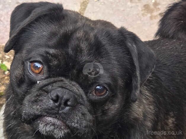 Young adult pugs for sale in Southport, Merseyside - Image 3