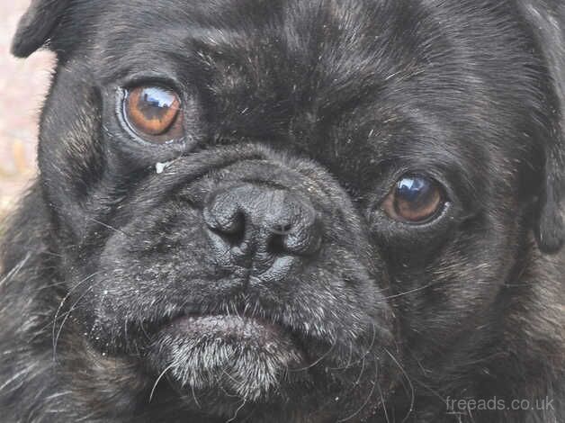 Young adult pugs for sale in Southport, Merseyside - Image 4