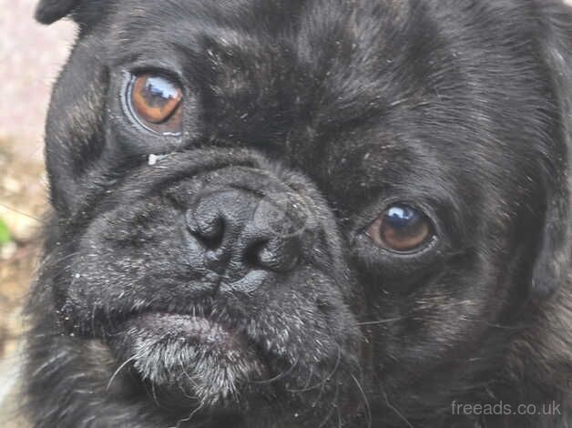 Young adult pugs for sale in Southport, Merseyside - Image 5