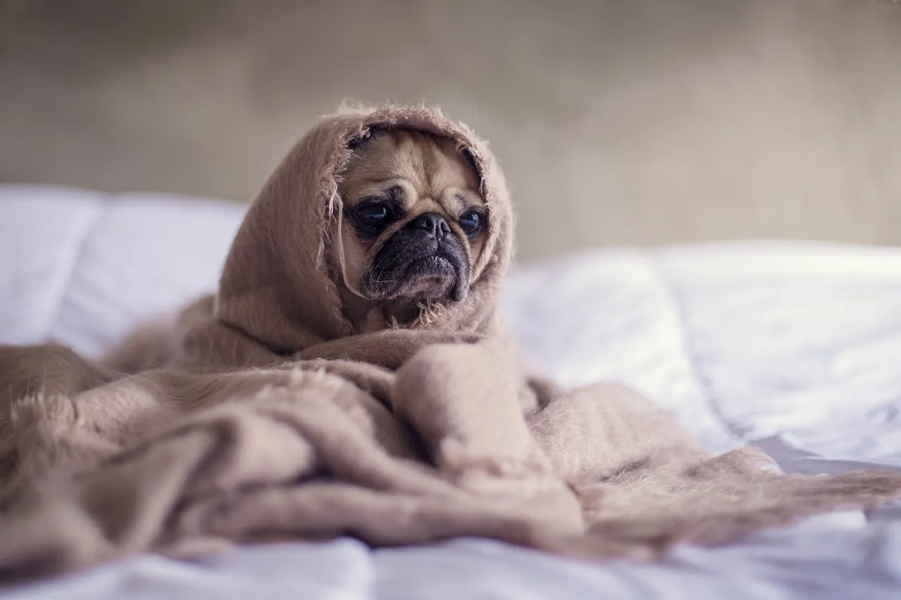 Pug Puppies on Pug Owners